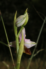 Ophrys fuciflora souchei