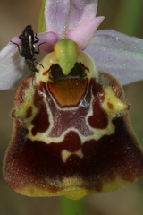 Ophrys fuciflora souchei