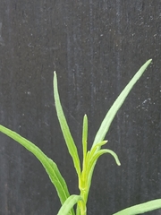 Carlowrightia linearifolia
