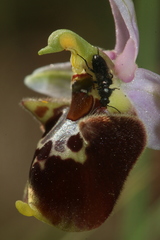 Ophrys fuciflora souchei