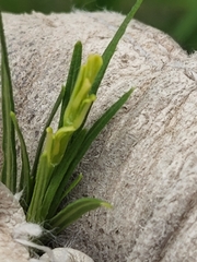 Carlowrightia linearifolia