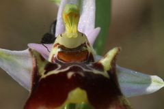Ophrys fuciflora souchei