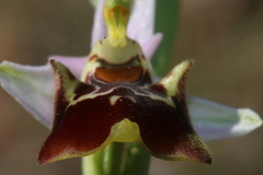 Ophrys fuciflora souchei