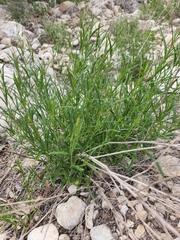 Carlowrightia linearifolia