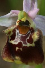 Ophrys fuciflora souchei