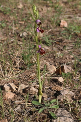Ophrys fuciflora souchei