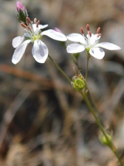 Hesperolinon congestum