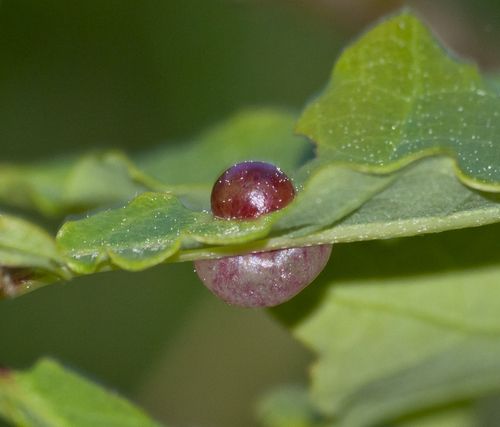 Common Spangle Gall Wasp