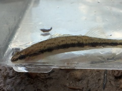 Percina smithvanizi