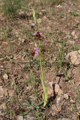 Ophrys fuciflora souchei