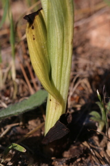 Ophrys fuciflora souchei