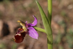 Ophrys fuciflora souchei