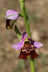 Ophrys fuciflora souchei
