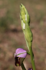 Ophrys fuciflora souchei