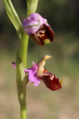 Ophrys fuciflora souchei