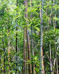 Phyllostachys nigra