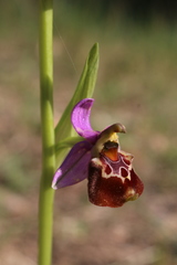 Ophrys fuciflora souchei