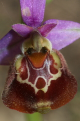 Ophrys fuciflora souchei