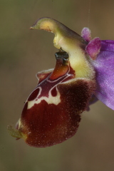 Ophrys fuciflora souchei