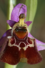 Ophrys fuciflora souchei