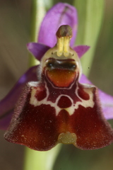 Ophrys fuciflora souchei