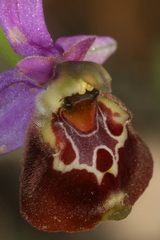 Ophrys fuciflora souchei