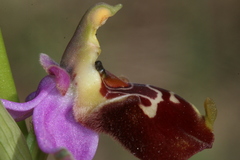 Ophrys fuciflora souchei