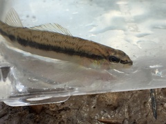 Percina smithvanizi