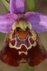Ophrys fuciflora souchei