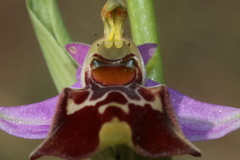 Ophrys fuciflora souchei
