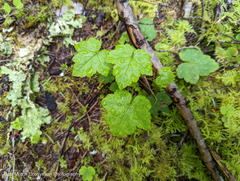 Tolmiea diplomenziesii