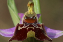 Ophrys fuciflora souchei