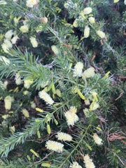 Acacia verticillata