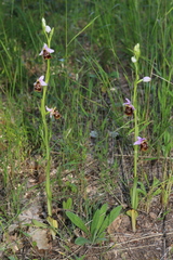 Ophrys fuciflora souchei