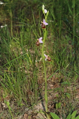 Ophrys fuciflora souchei