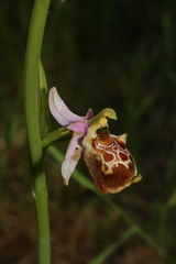 Ophrys fuciflora souchei