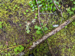 Tolmiea diplomenziesii