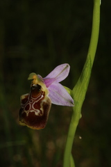 Ophrys fuciflora souchei