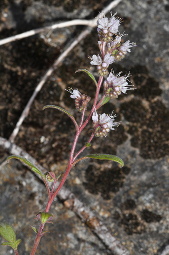 Stebbins' phacelia (Phacelia stebbinsii)