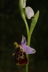 Ophrys fuciflora souchei