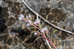 Phacelia stebbinsii