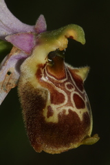 Ophrys fuciflora souchei
