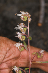 Phacelia stebbinsii