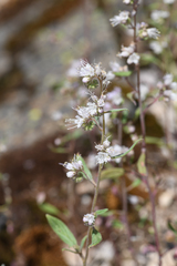 Phacelia stebbinsii