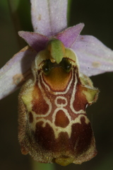 Ophrys fuciflora souchei