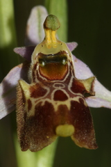 Ophrys fuciflora souchei