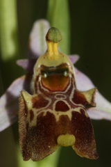 Ophrys fuciflora souchei