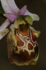Ophrys fuciflora souchei