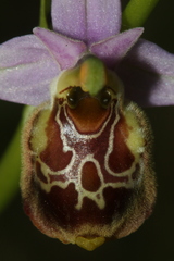 Ophrys fuciflora souchei