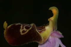 Ophrys fuciflora souchei